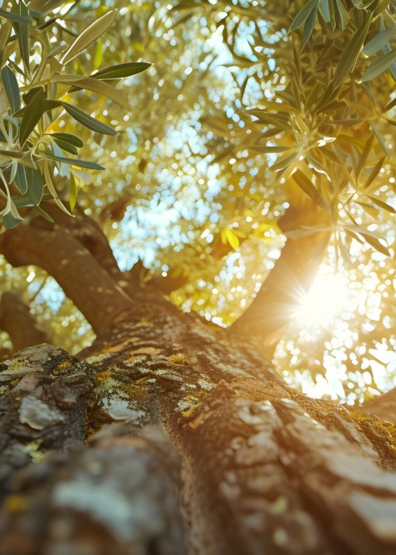 arbol